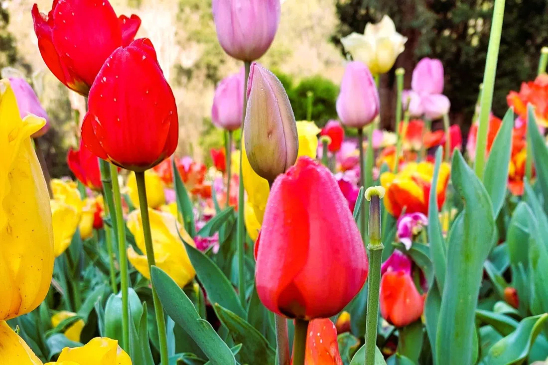 Araluen Botanic Park, Perth