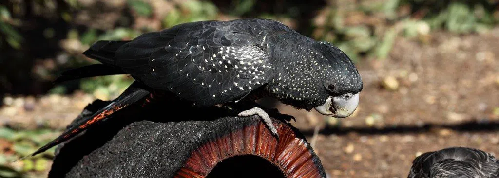 Kaarakin Black Cockatoo Conservation Centre, Perth
