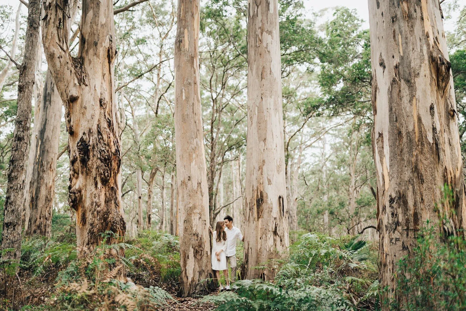 Boranup Karri Forest, Perth